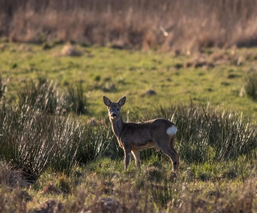 Villa Wunder Spottrup Oda fotoğraf